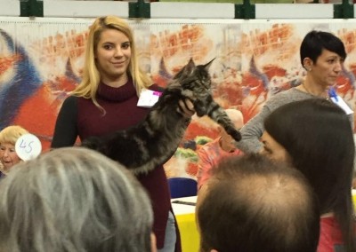 Cat Show Chiasso (CH) 20/21 febbraio 2016 (WCF)